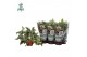 Phlebodium aureum davana Air So Pure 