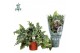 Phlebodium aureum davana Air So Pure 