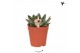 Echeveria Kolibri Greens Succulenten Echeveria Albali cm diameter 1 pp 