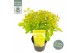 Cotinus coggygria golden lady 