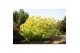 Cotinus coggygria golden lady 