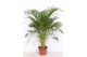 Dypsis lutescens 
