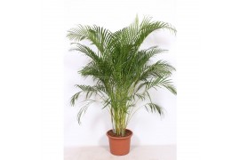 Dypsis lutescens