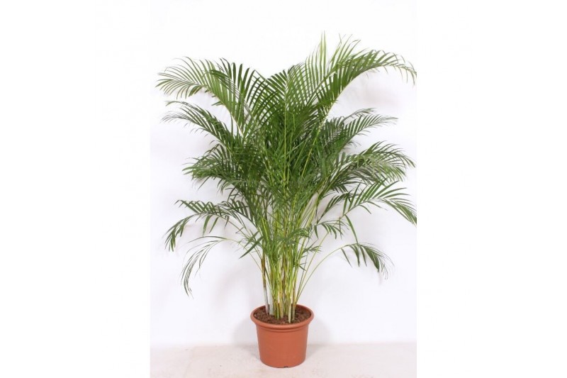 Dypsis lutescens 