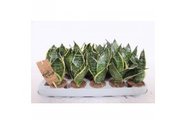 Sansevieria trifasciata golden hahnii edge
