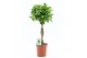Ficus microcarpa moclame 