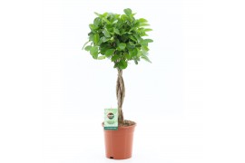 Ficus microcarpa moclame