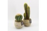 Arrangementen cactus CTCR-2514 Cactus Essentials 1 pp