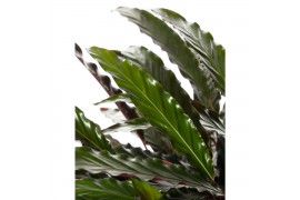 Calathea rufibarba wavestar