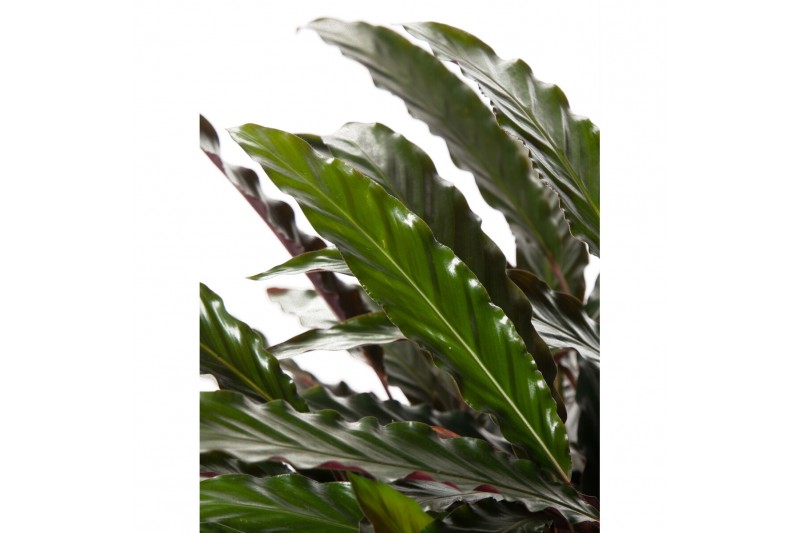 Calathea rufibarba wavestar 