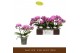 Phalaenopsis multiflora paars 3 tak freedanzo robin 