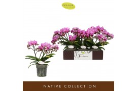 Phalaenopsis multiflora paars 3 tak freedanzo robin