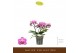 Phalaenopsis multiflora paars 3 tak freedanzo robin 