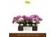 Phalaenopsis multiflora paars 3 tak freedanzo robin 