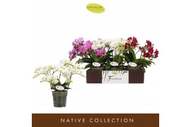 Phalaenopsis multiflora mix 3 tak freedanzo mix