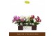 Phalaenopsis multiflora mix 3 tak freedanzo mix 