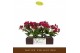 Phalaenopsis multiflora rood 3 tak freedanzo sparrow 