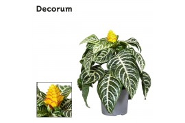 Aphelandra squarrosa dania Decorum