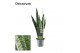 Sansevieria zeylanica decorum 