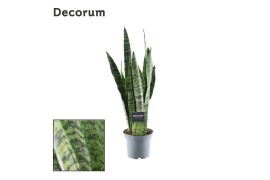 Sansevieria zeylanica decorum