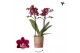 Phalaenopsis Floriclone Anagram Kolibri Orchids Blossom - Bonaire - 2  