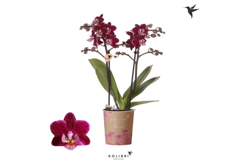 Phalaenopsis Floriclone Anagram Kolibri Orchids Blossom - Bonaire - 2  