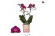Phalaenopsis multiflora paars Kolibri Orchids - Champeche, 2 tak, 20+ 