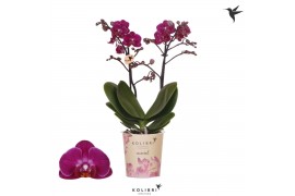 Phalaenopsis multiflora paars Kolibri Orchids - Champeche, 2 tak, 20+
