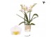Phalaenopsis multiflora geel Kolibri Orchids - Hawaii - 2 tak, 20+ 