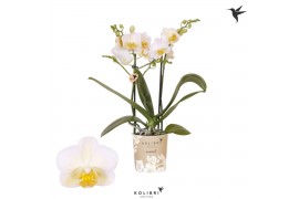 Phalaenopsis multiflora geel Kolibri Orchids - Hawaii - 2 tak, 20+