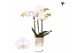 Phalaenopsis floriclone silly tommy Kolibri Orchids Phalaenopsis Alask 
