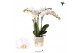 Phalaenopsis multiflora floriclone snowflake Kolibri Orchids Phalaenop 