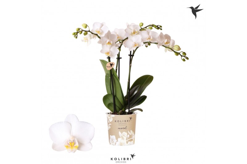 Phalaenopsis multiflora floriclone snowflake Kolibri Orchids Phalaenop Phalaenopsis multiflora floriclone snowflake Kolibri Orchids Phalaenop