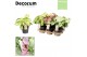 Syngonium mix decorum feel green 