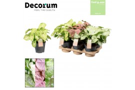 Syngonium mix decorum feel green