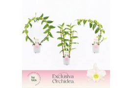 Dendrobium nob. spring dreamstarclass apollon Dendrobium Nobilé, Apoll