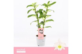 Dendrobium nob. spring dreamstarclass apollon Dendrobium Nobilé, Apoll