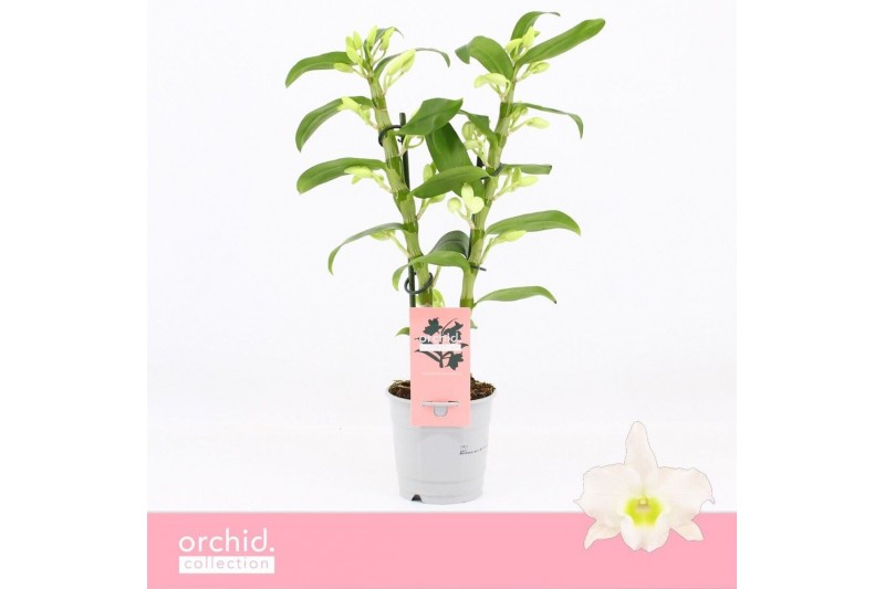 Dendrobium nob. spring dreamstarclass apollon Dendrobium Nobilé, Apoll 