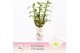 Dendrobium nob. spring dreamstarclass apollon 3-spike Exclusiva Orchid 