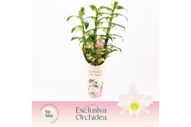 Dendrobium nob. spring dreamstarclass apollon 3-spike Exclusiva Orchid
