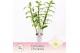 Dendrobium nob. spring dreamstarclass apollon 3-spike Exclusiva Orchid 