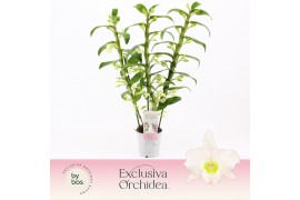 Dendrobium nob. spring dreamstarclass apollon 3-spike Exclusiva Orchid