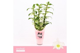 Dendrobium nob. spring dreamstarclass apollon 3-spike Orchid Collectio