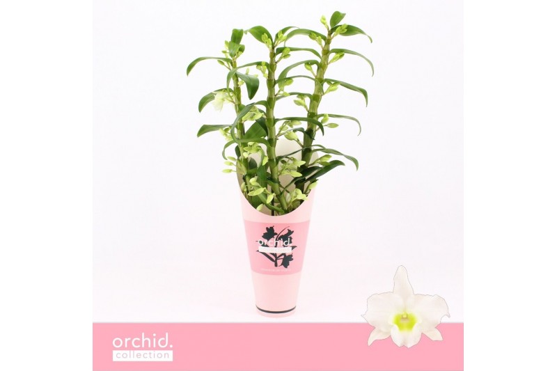Dendrobium nob. spring dreamstarclass apollon 3-spike Orchid Collectio Dendrobium nob. spring dreamstarclass apollon 3-spike Orchid Collectio