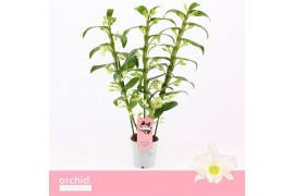 Dendrobium nob. spring dreamstarclass apollon 3-spike Orchid Collectio