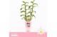Dendrobium nob. spring dreamstarclass apollon 2-spike Orchid Collectio 