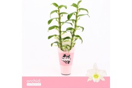 Dendrobium nob. spring dreamstarclass apollon 2-spike Orchid Collectio