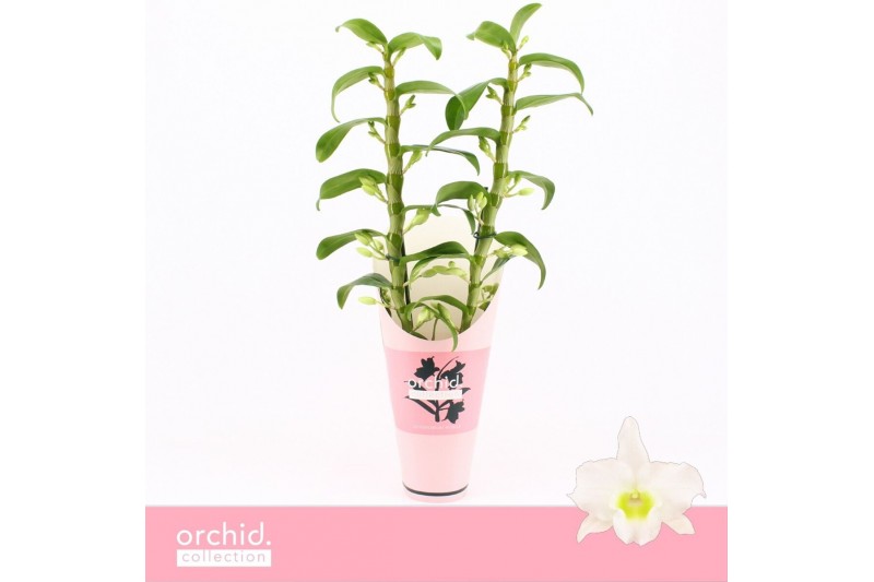 Dendrobium nob. spring dreamstarclass apollon 2-spike Orchid Collectio 