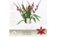 Burrageara barrocco red 7+ spike in Lotte White Exclusiva Orchidea 