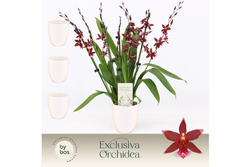Burrageara barrocco red 7+ spike in Lotte White Exclusiva Orchidea 